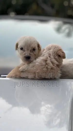 1-3 months Male Purebred Poodle