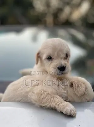 1-3 months Male Purebred Poodle