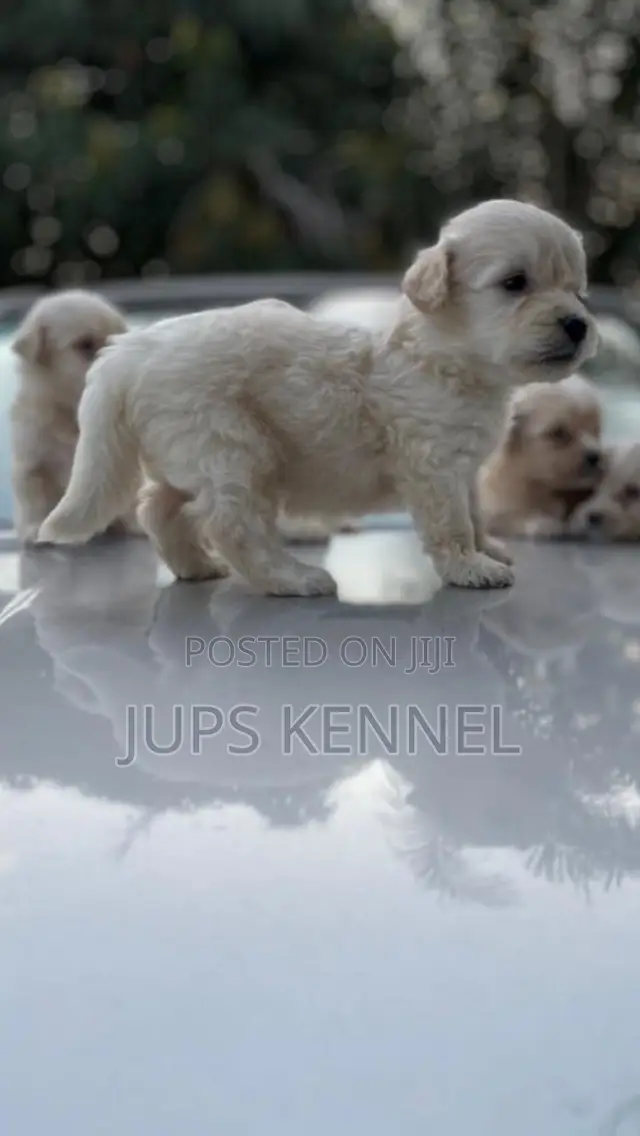 1-3 months Male Purebred Poodle