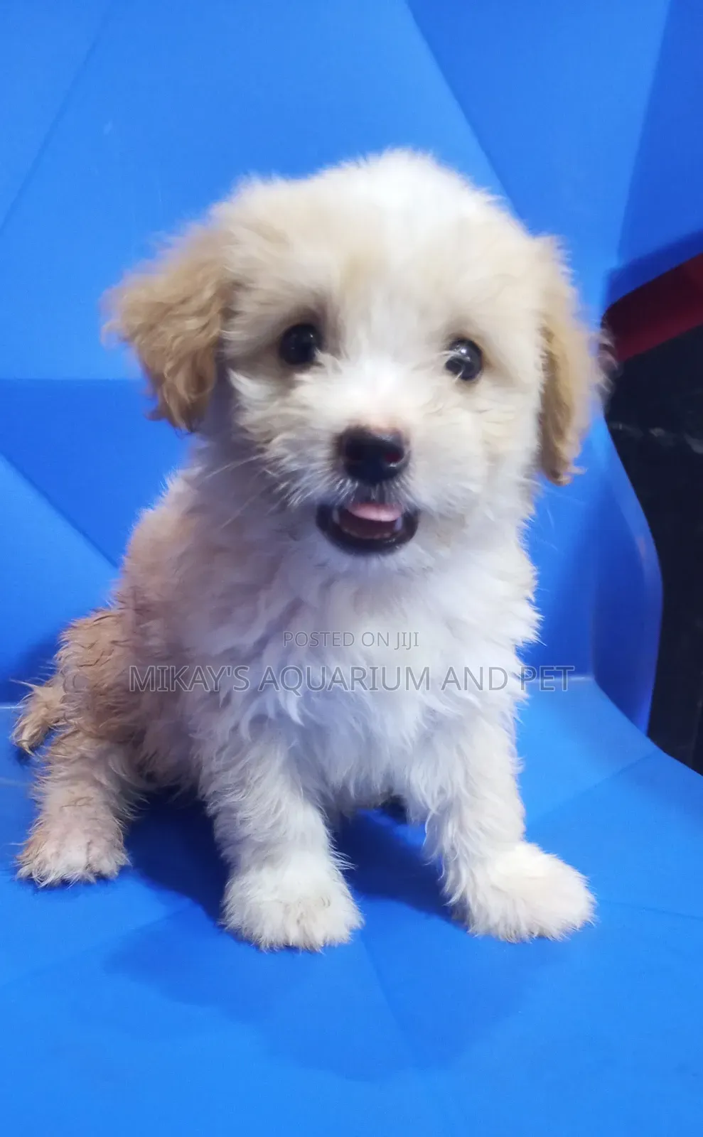 1-3 months Female Purebred Poodle