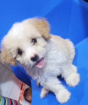 1-3 months Female Purebred Poodle