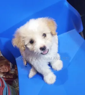 1-3 months Female Purebred Poodle