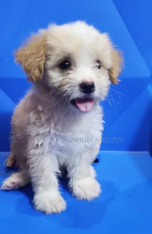 1-3 months Female Purebred Poodle