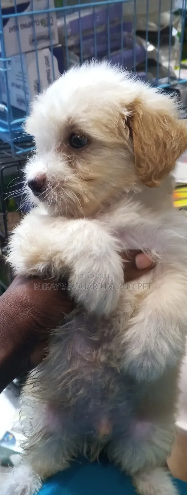1-3 months Female Purebred Poodle