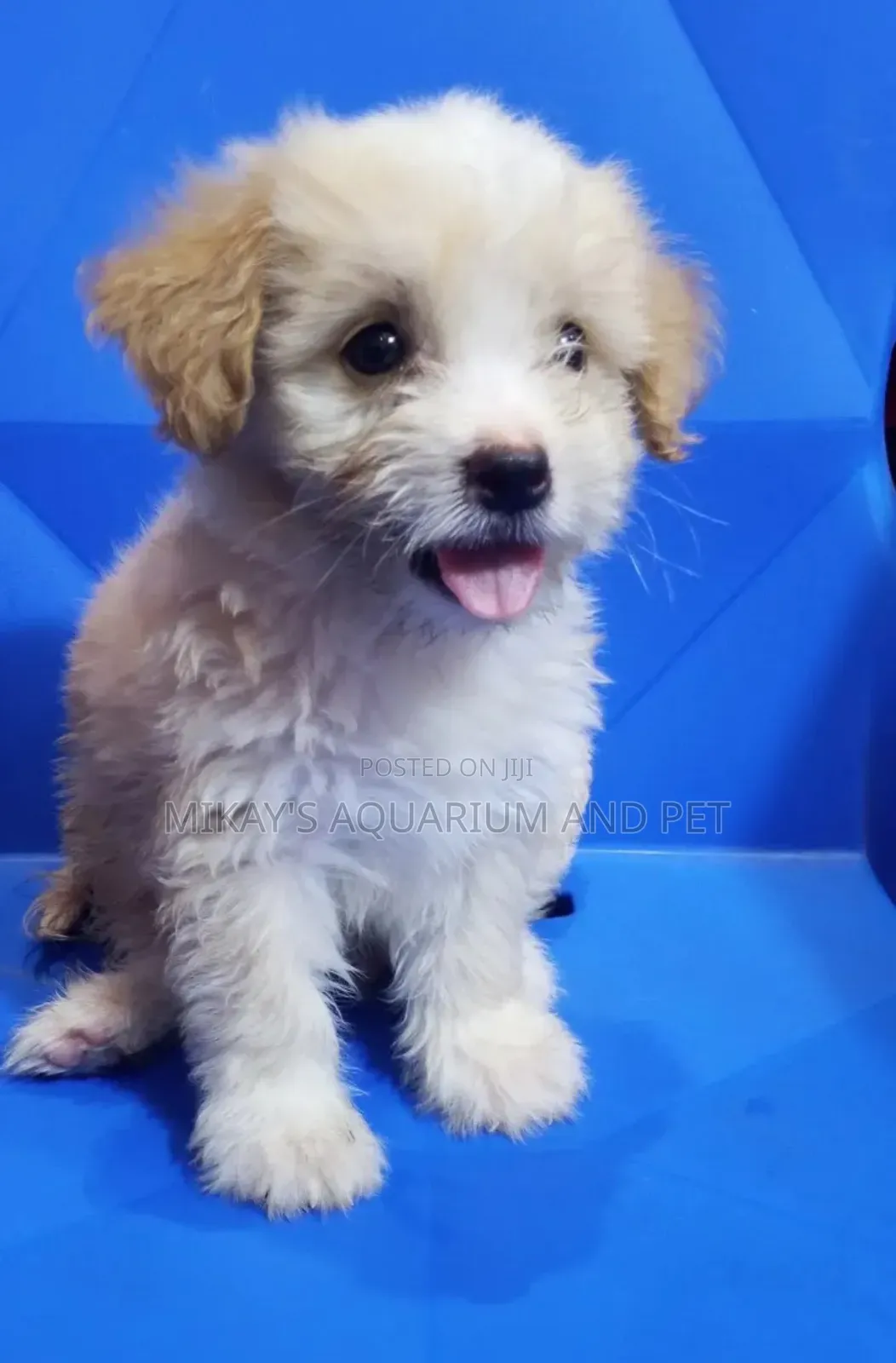 1-3 months Male Purebred Poodle