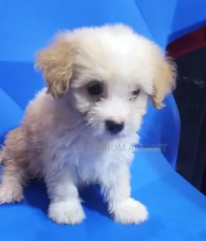1-3 months Male Purebred Poodle