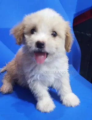1-3 months Male Purebred Poodle