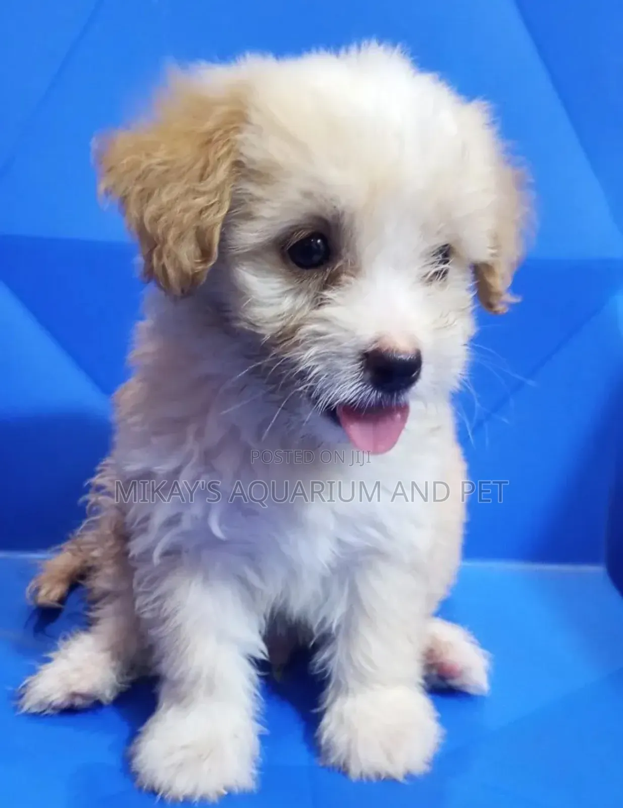 1-3 months Male Purebred Poodle