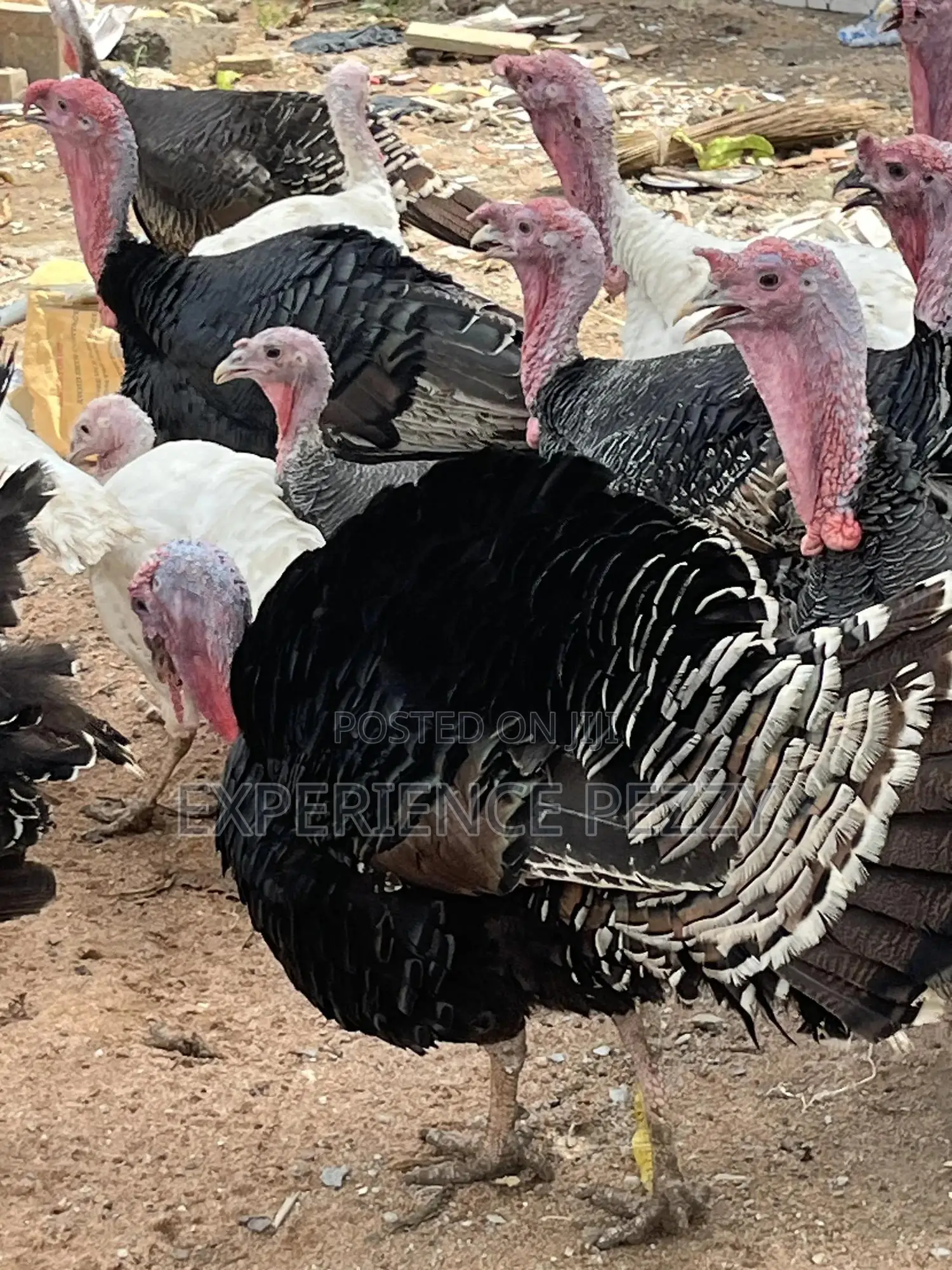 Hybrid Turkey for Consumption and Crossing