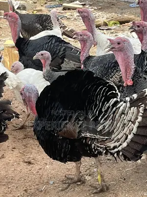 Hybrid Turkey for Consumption and Crossing