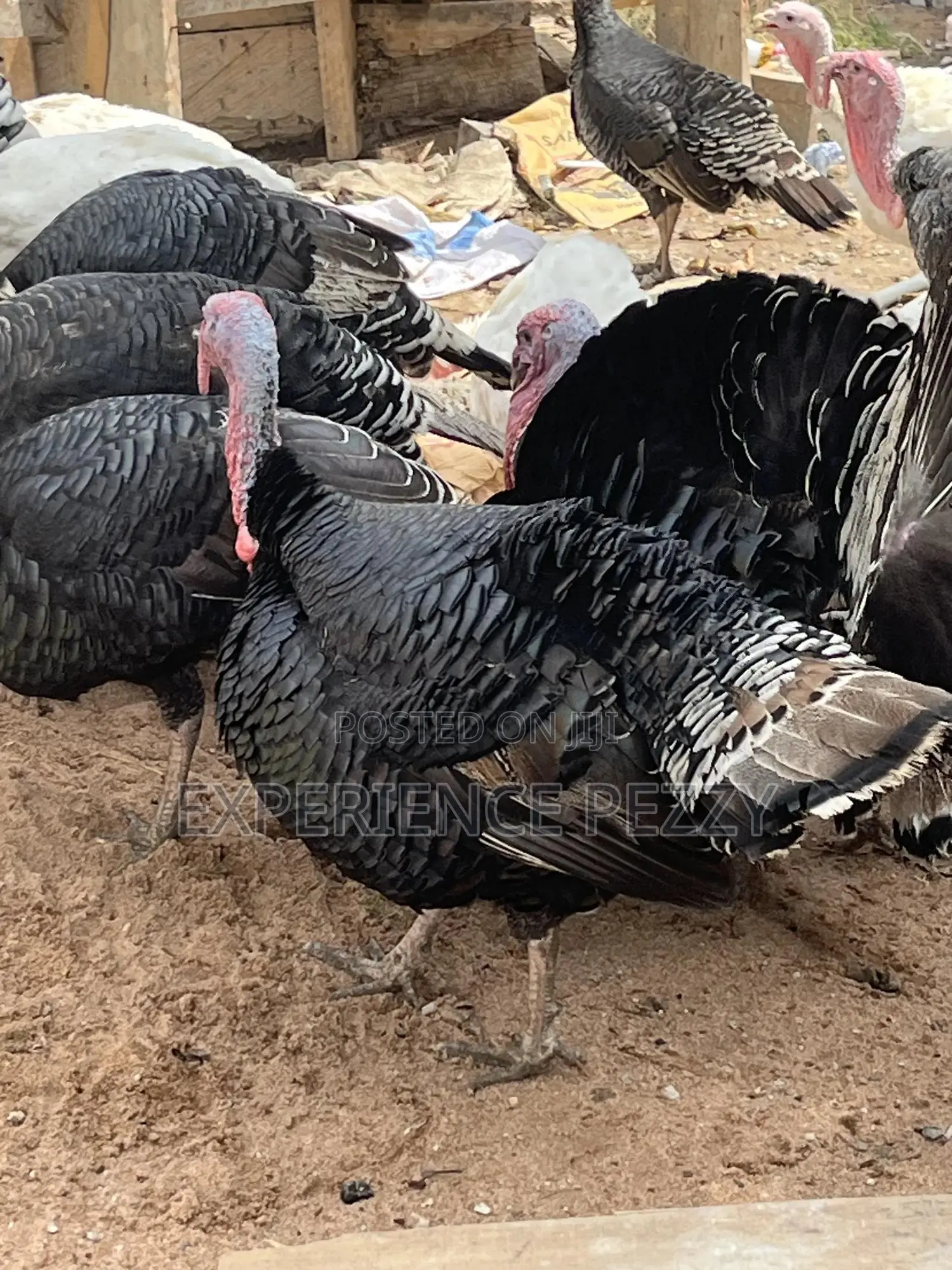 Hybrid Turkey for Consumption and Crossing