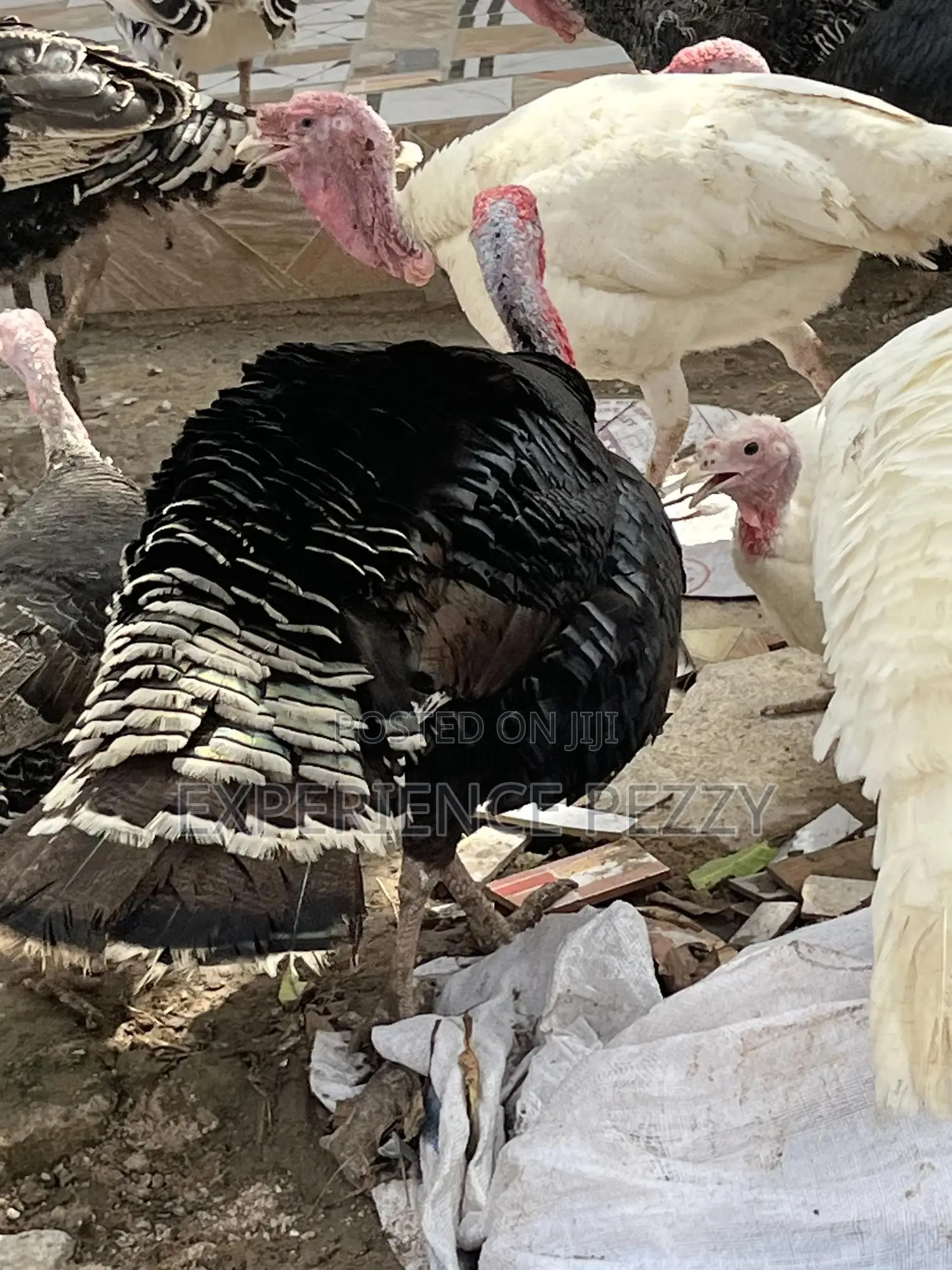 Hybrid Turkey for Consumption and Crossing