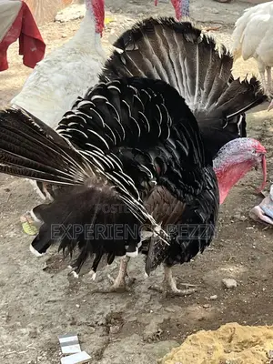 Hybrid Turkey for Consumption and Crossing