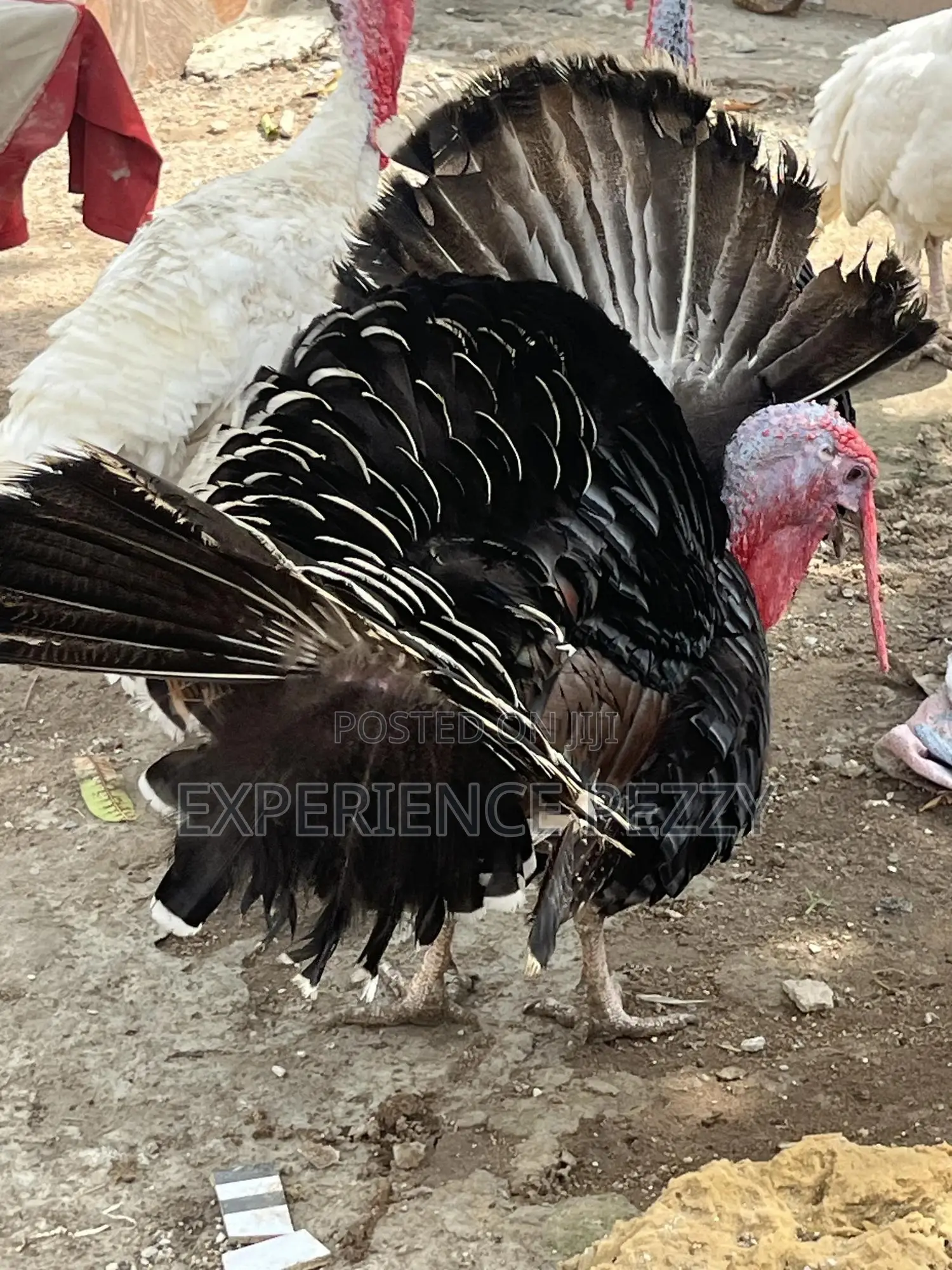 Hybrid Turkey for Consumption and Crossing