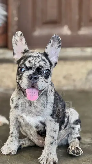 1-3 months Female Purebred French Bulldog