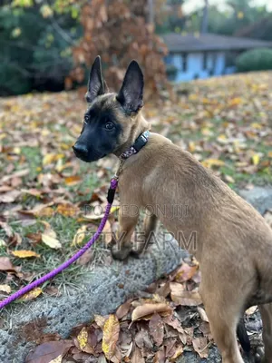 1-3 months Male Purebred Belgian Malinois
