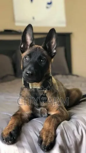 1-3 months Female Purebred Belgian Malinois