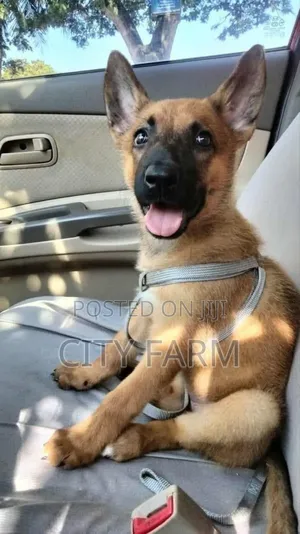 1-3 months Female Purebred Belgian Malinois