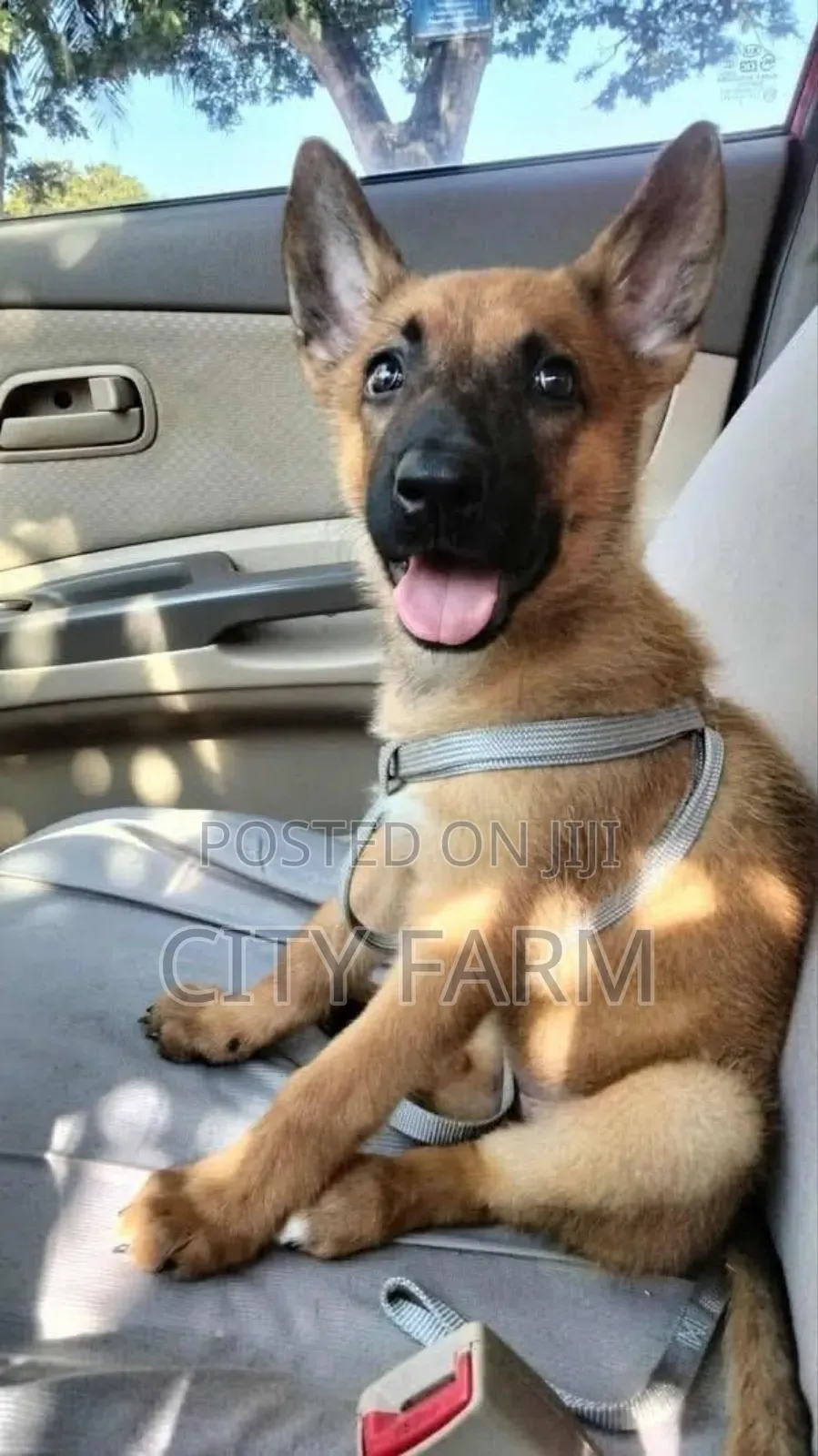 1-3 months Female Purebred Belgian Malinois