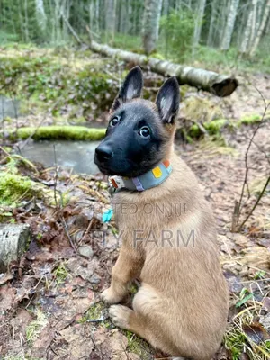 1-3 months Female Purebred Belgian Malinois