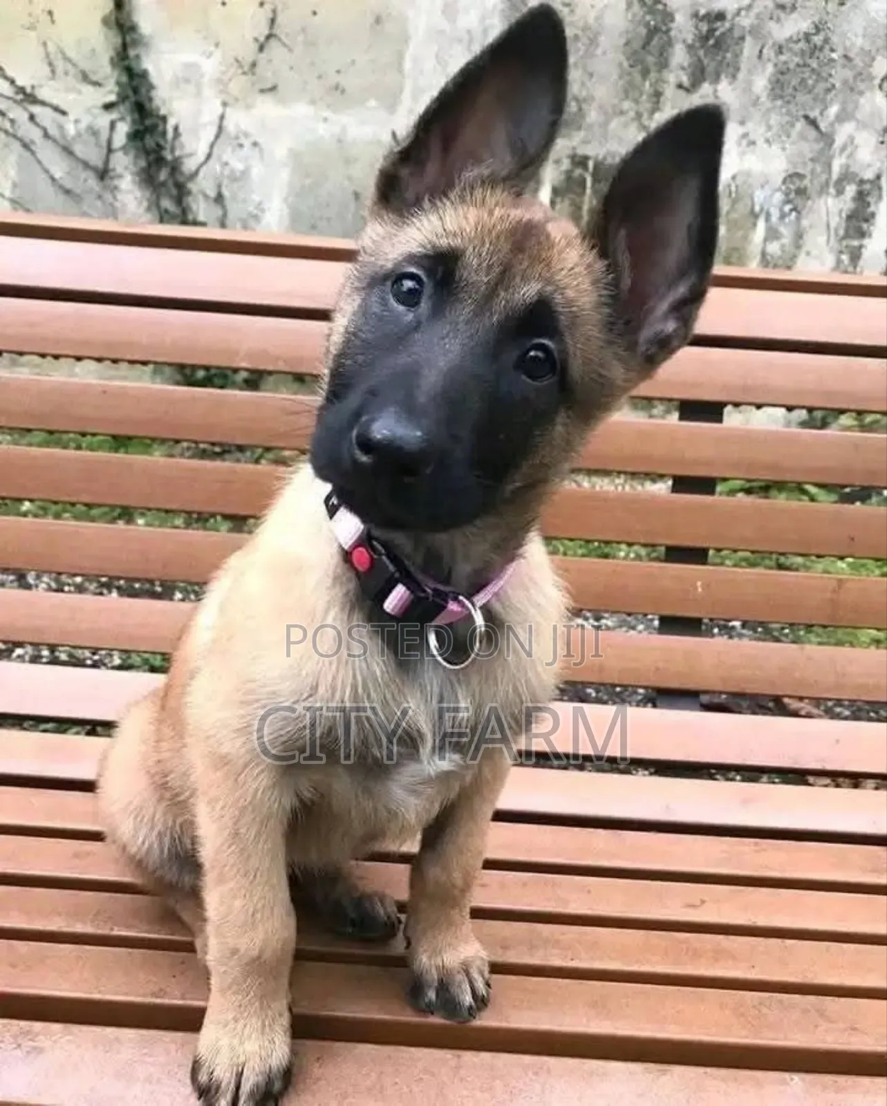 3-6 months Female Purebred Belgian Malinois