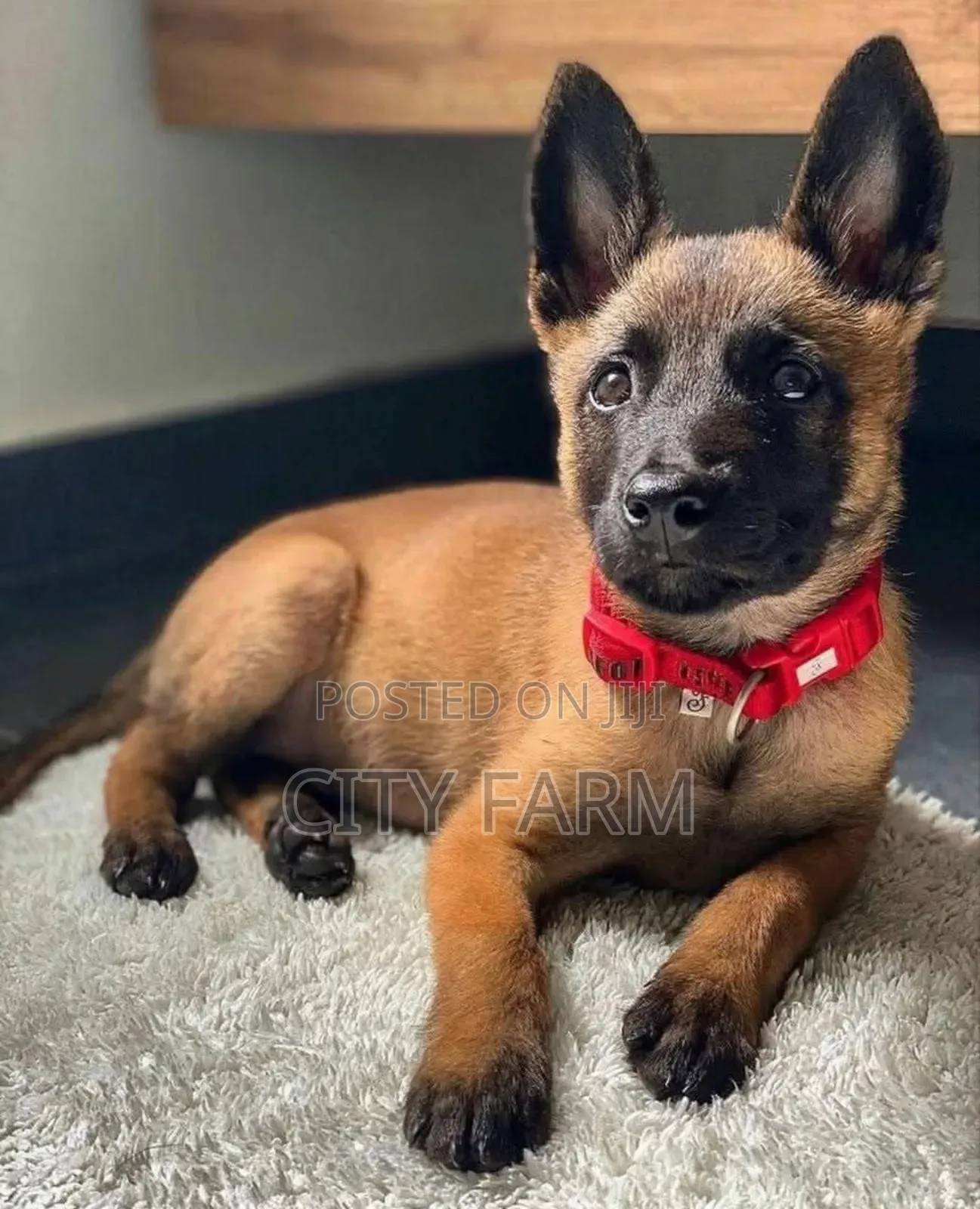 1-3 months Male Purebred Belgian Malinois