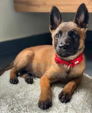 1-3 months Male Purebred Belgian Malinois