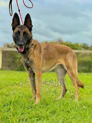 1-3 months Male Purebred Belgian Malinois
