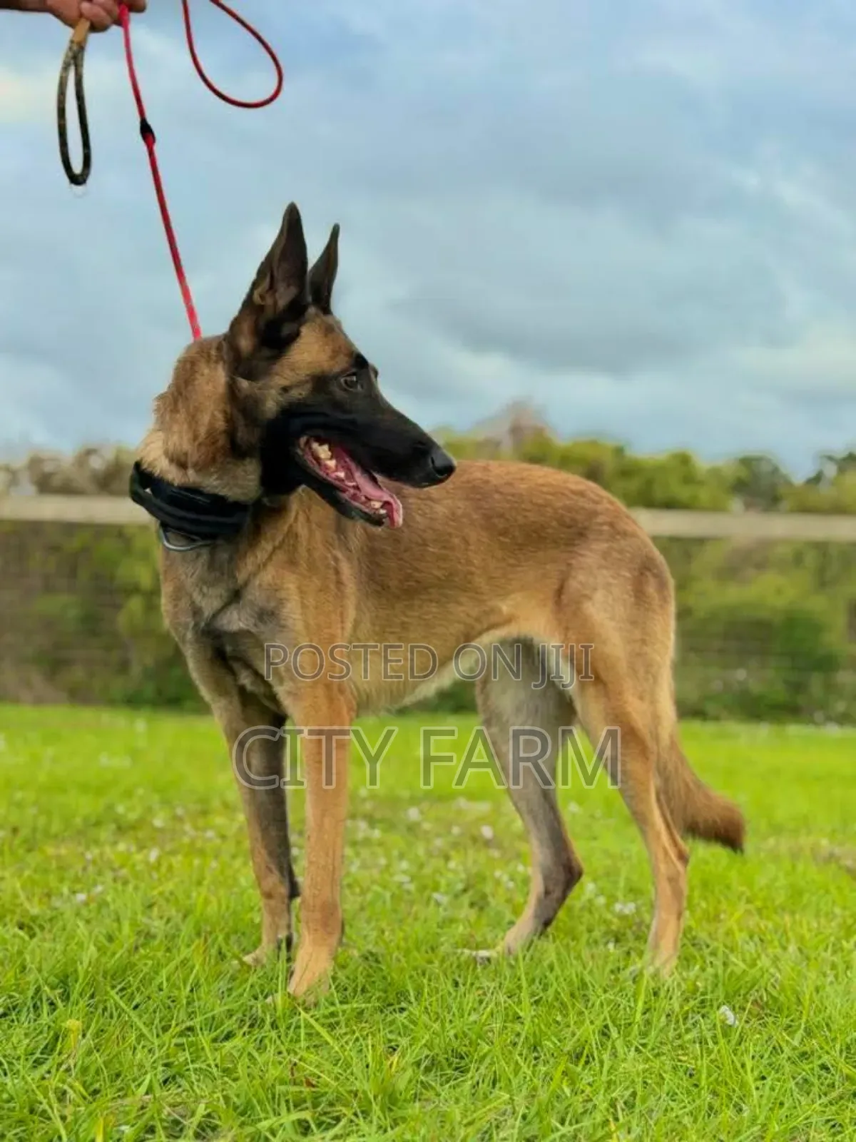 1-3 months Female Purebred Belgian Malinois