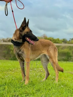 1-3 months Female Purebred Belgian Malinois