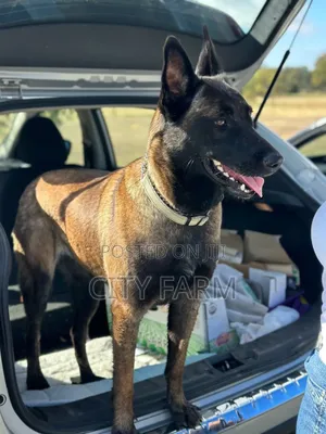 1-3 months Female Purebred Belgian Malinois