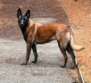1-3 months Female Purebred Belgian Malinois