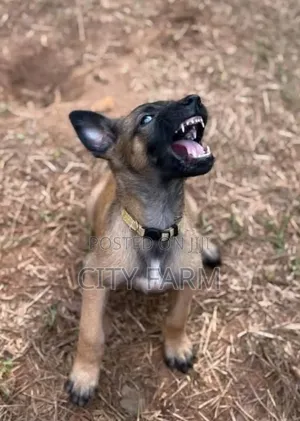 3-6 months Female Purebred Belgian Malinois