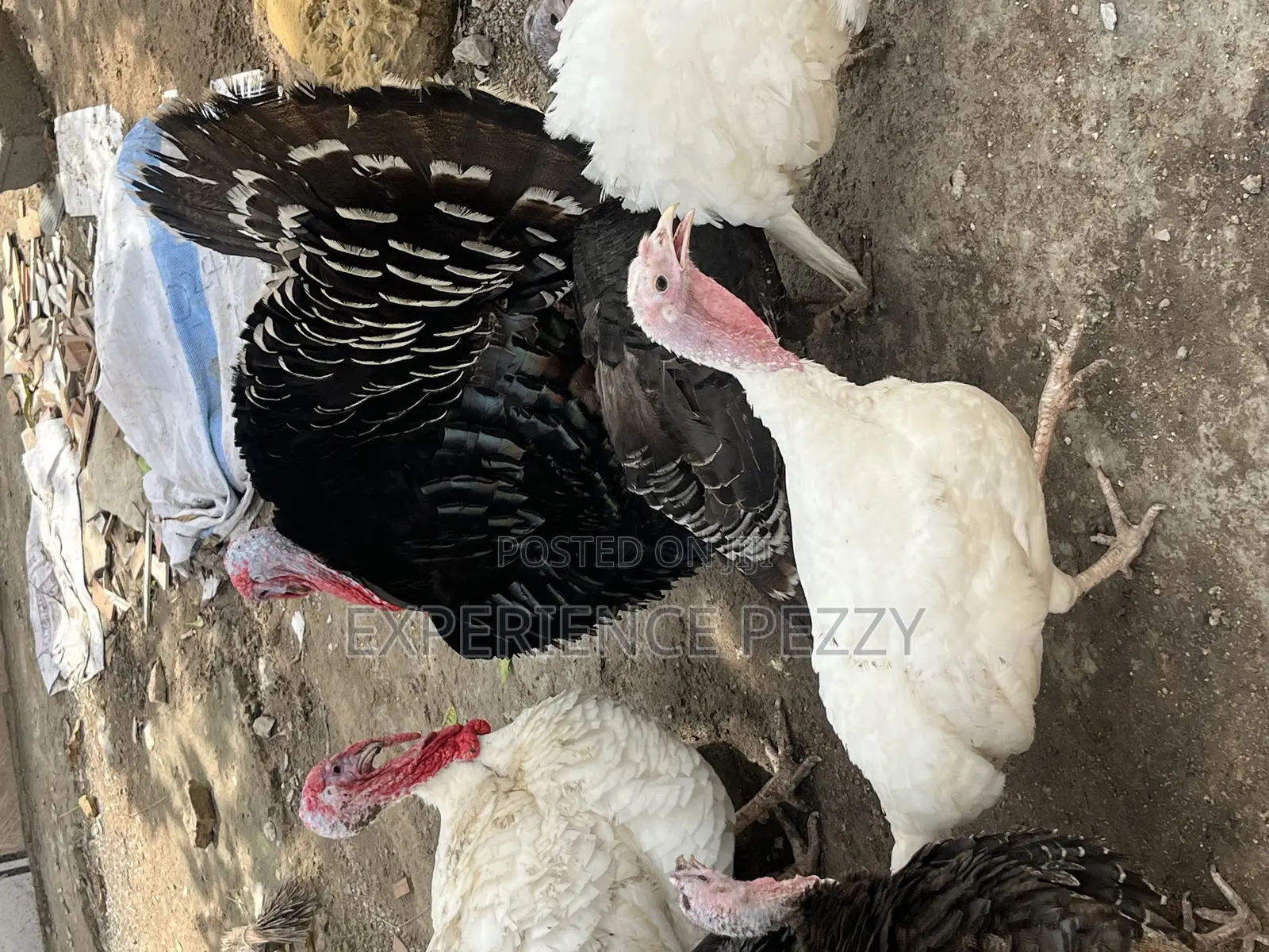 Female Turkey at Point of Laying Available