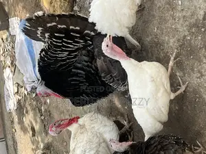 Female Turkey at Point of Laying Available
