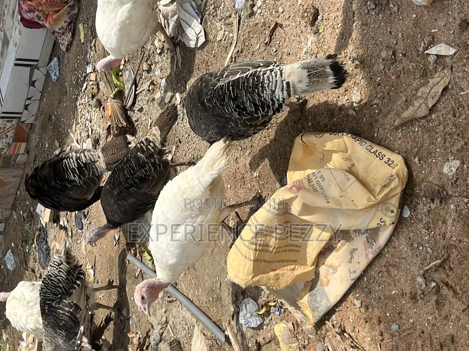 Female Turkey at Point of Laying Available