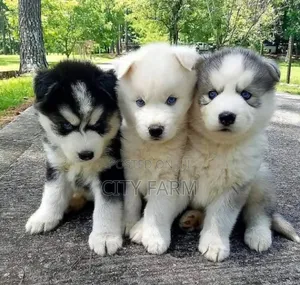 1-3 months Female Purebred Siberian Husky