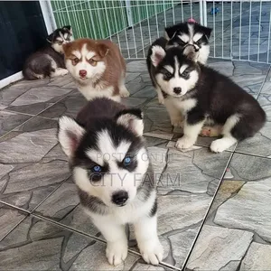 3-6 months Male Purebred Siberian Husky