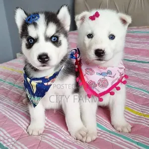 1-3 months Female Purebred Siberian Husky
