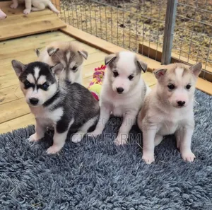 3-6 months Female Purebred Siberian Husky