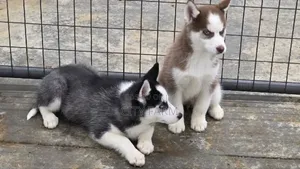 3-6 months Male Purebred Siberian Husky