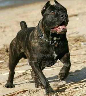 1-3 months Female Purebred Cane Corso