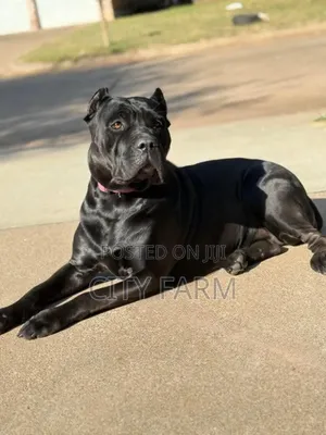 1-3 months Male Purebred Cane Corso