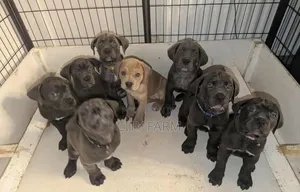 1-3 months Male Purebred Cane Corso