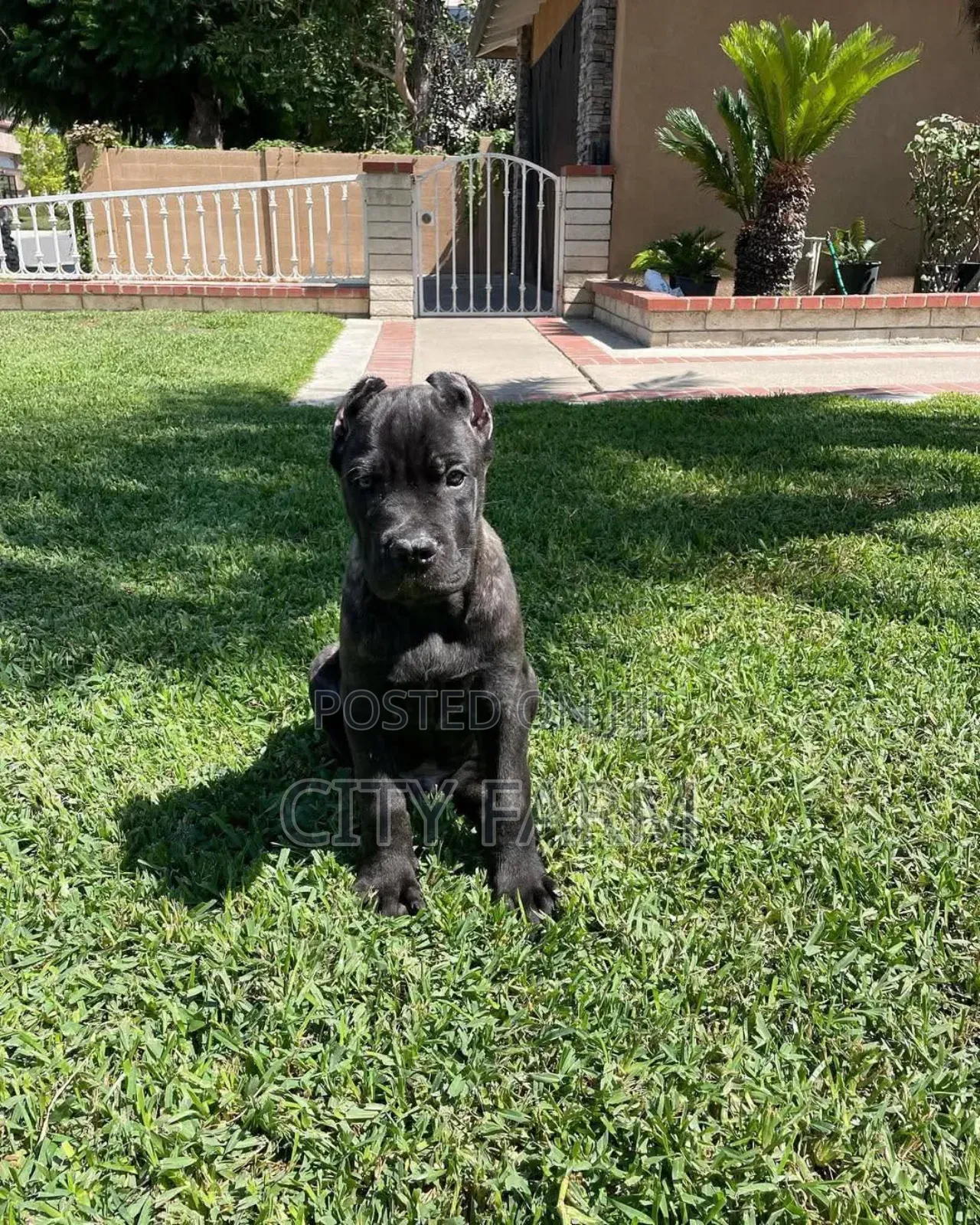 1-3 months Female Purebred Cane Corso