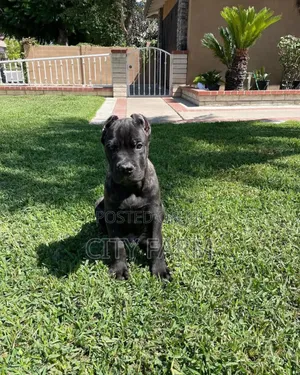1-3 months Female Purebred Cane Corso