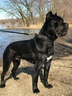1-3 months Female Purebred Cane Corso