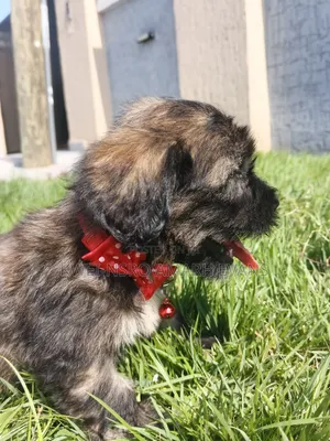 1-3 months Female Purebred Poodle