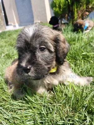 1-3 months Male Purebred Poodle