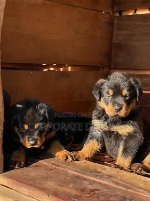 1-3 months Male Purebred Rottweiler